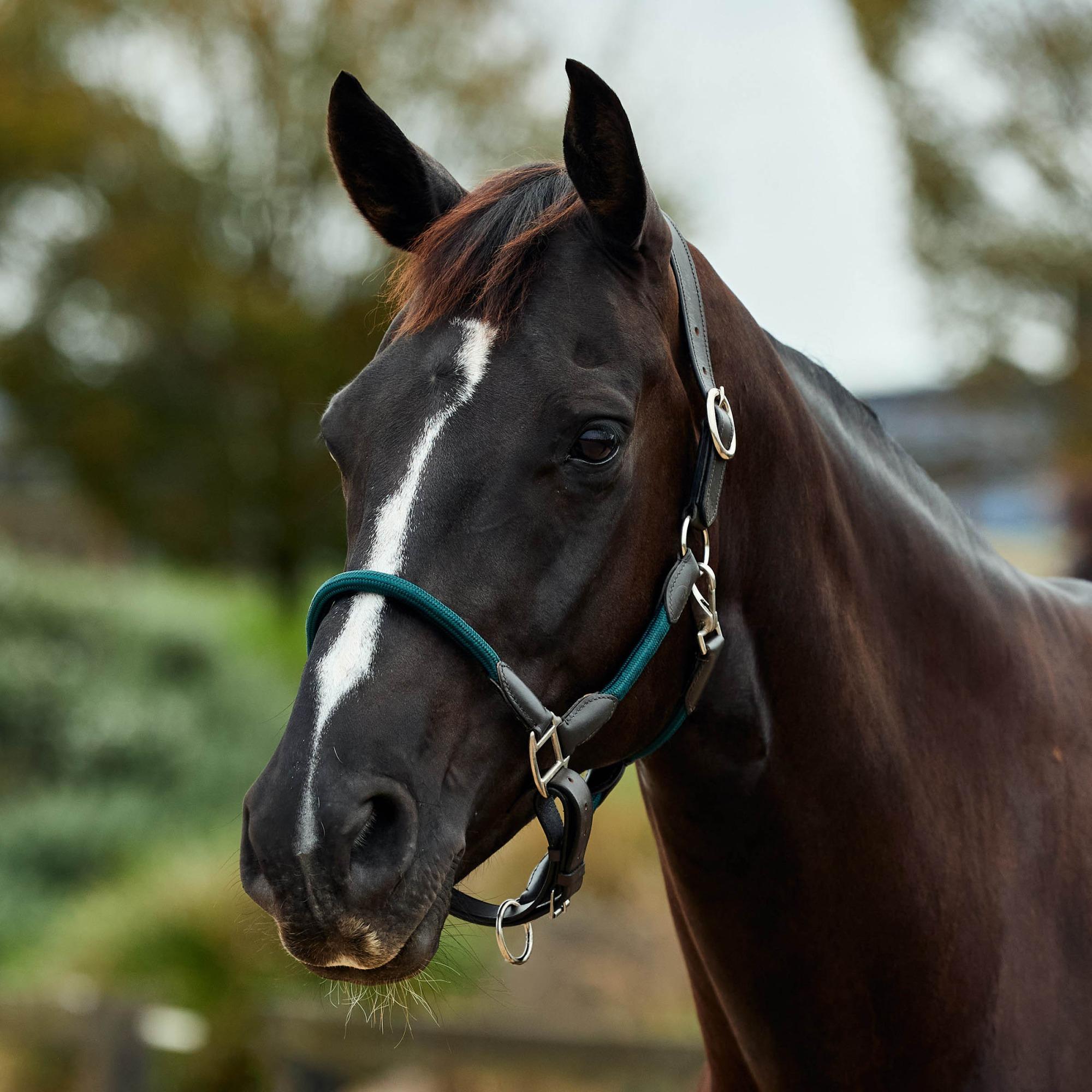 Hunter Green/Brown  » Pony