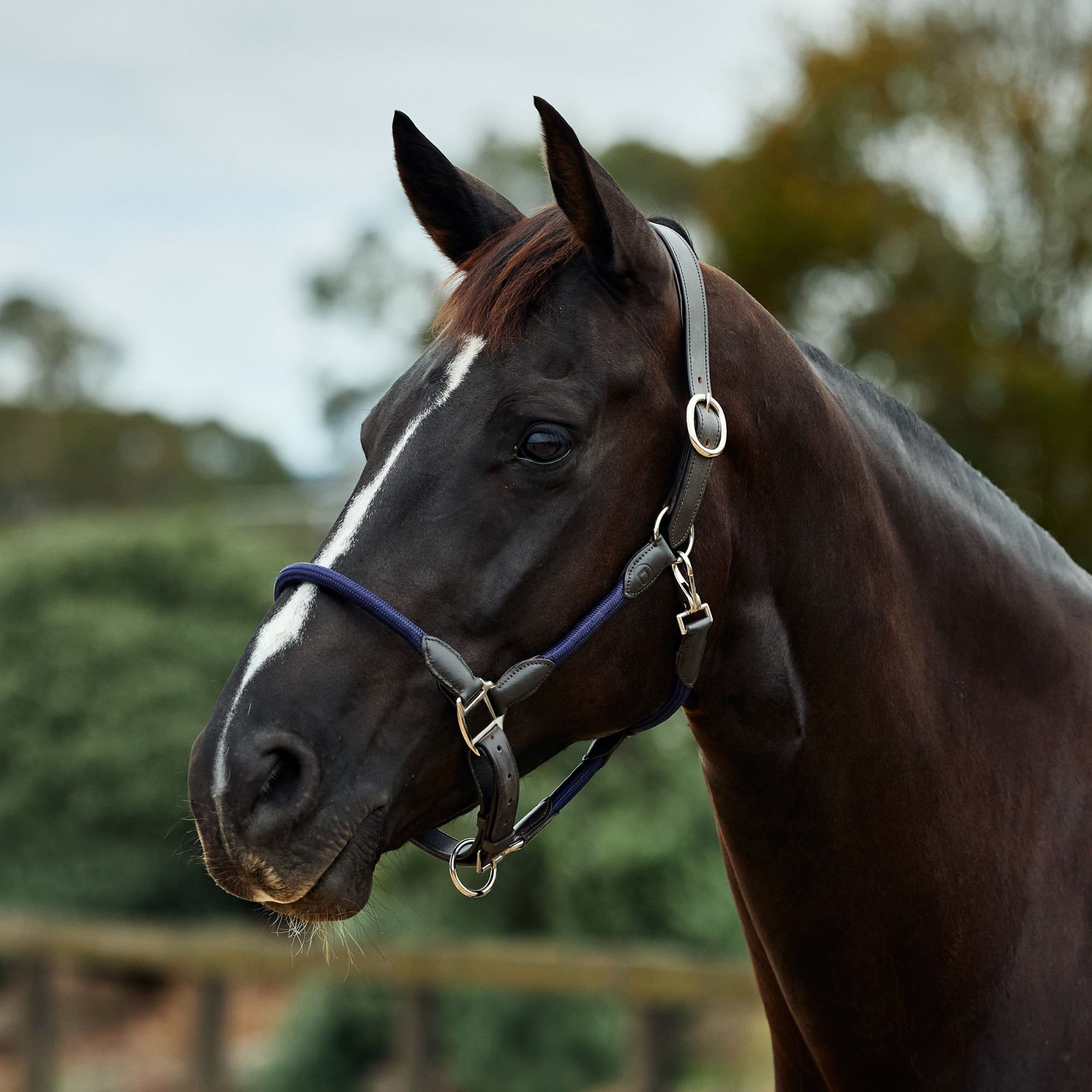 Navy/Brown  » Pony