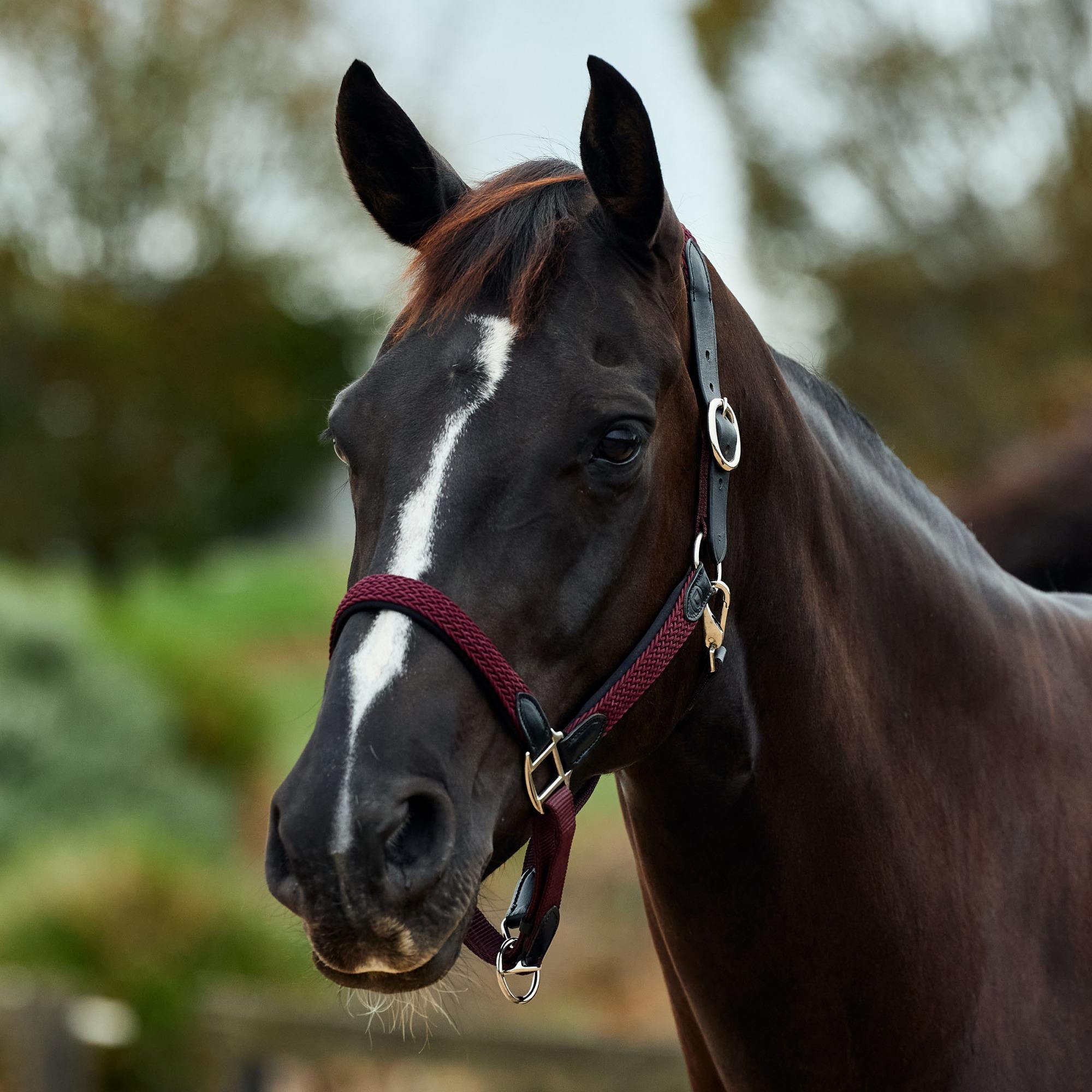 Burgundy » Pony
