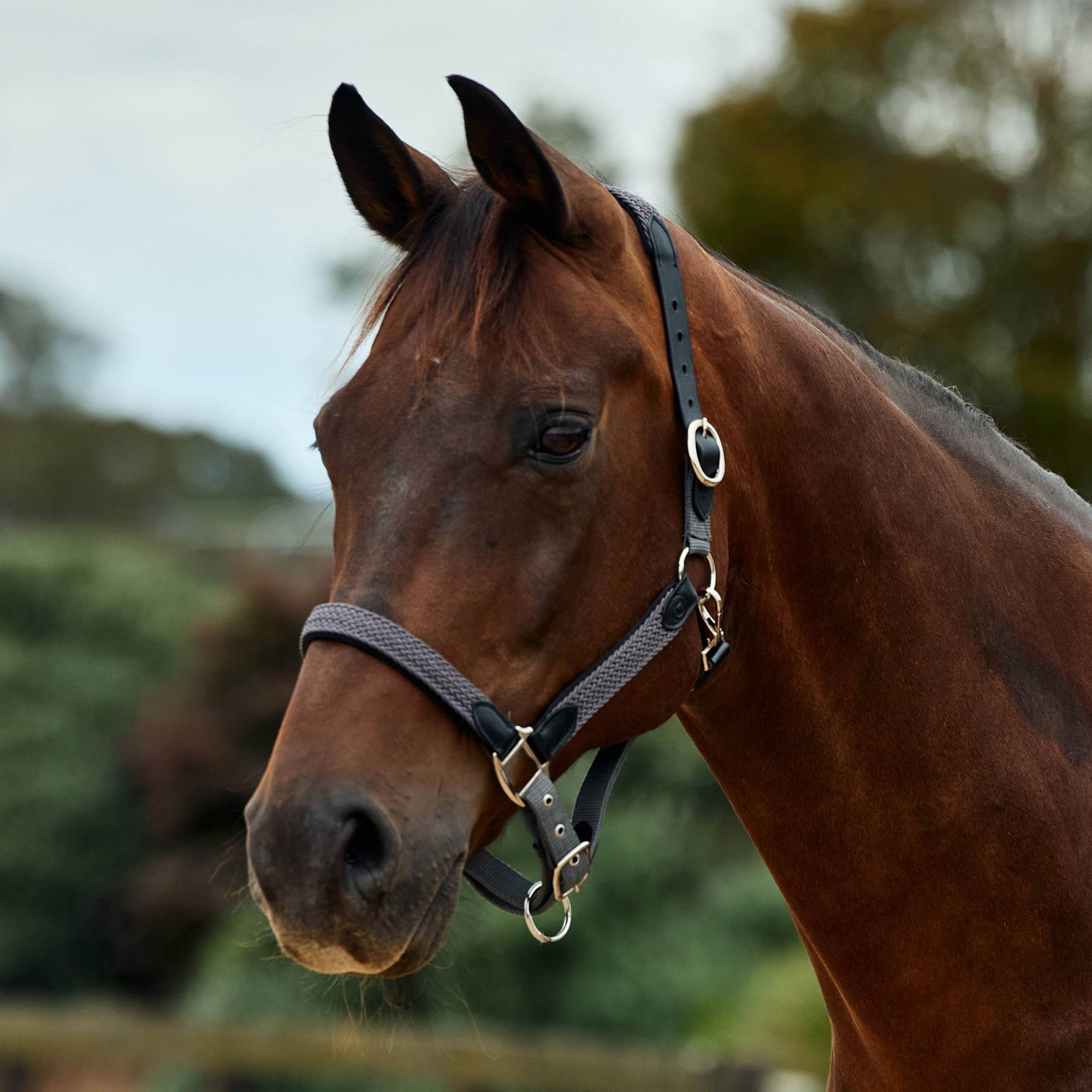 Charcoal » Warmblood