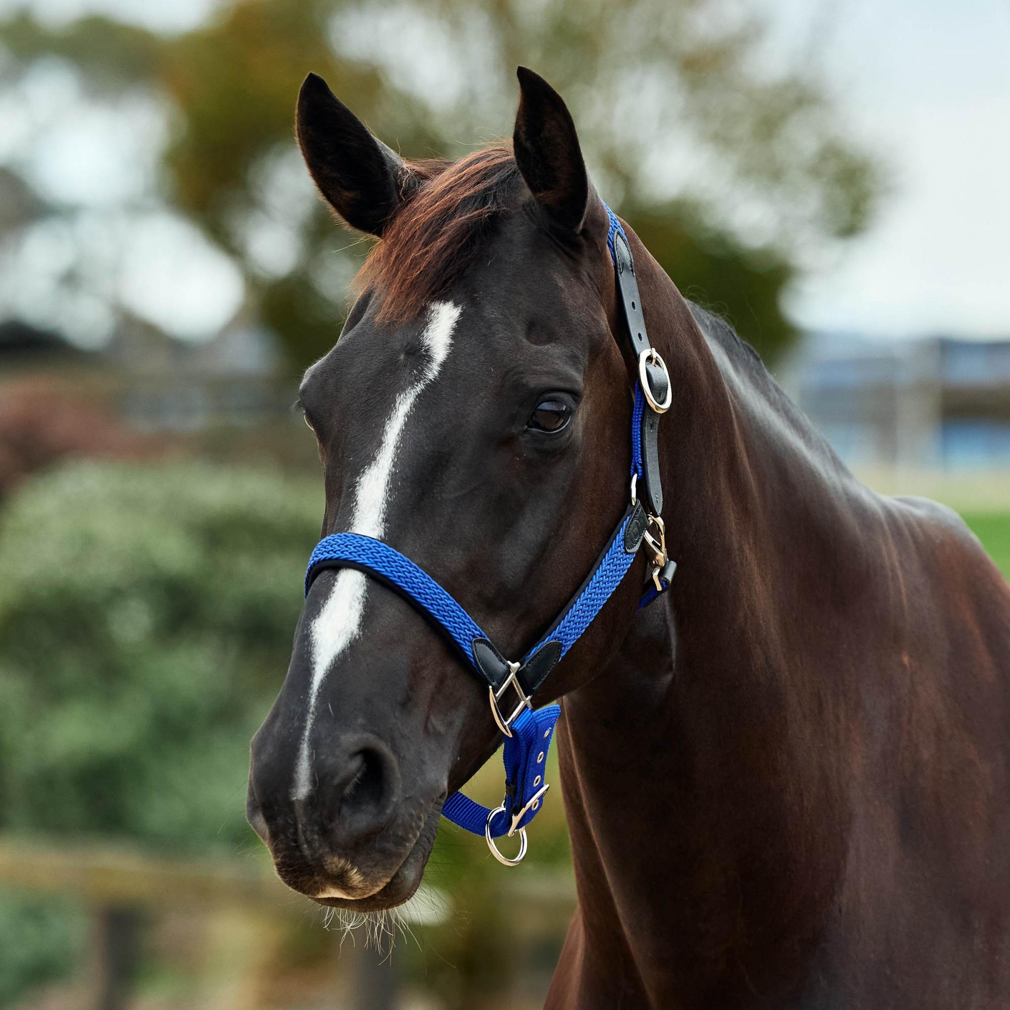 Cobalt » Pony