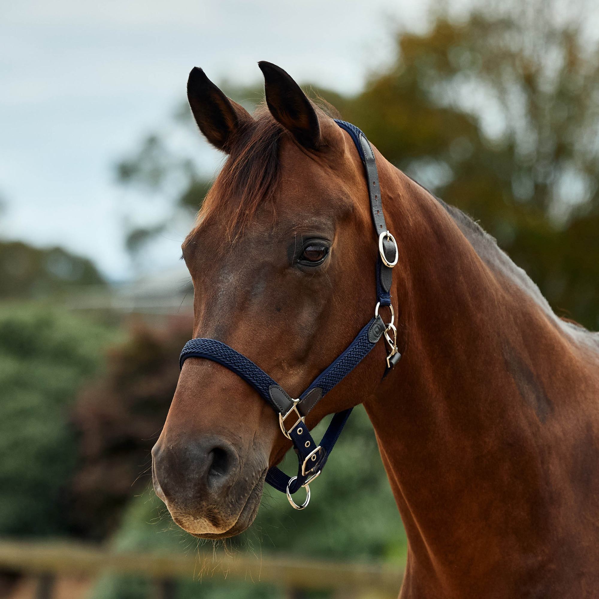 Navy » Pony