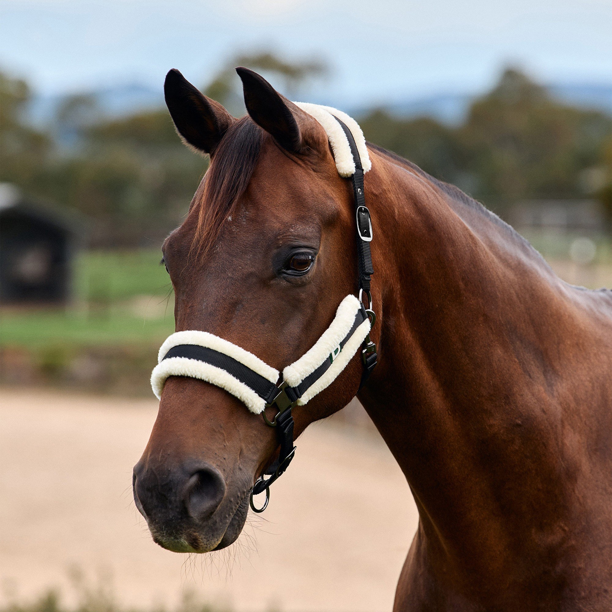 Black » Pony