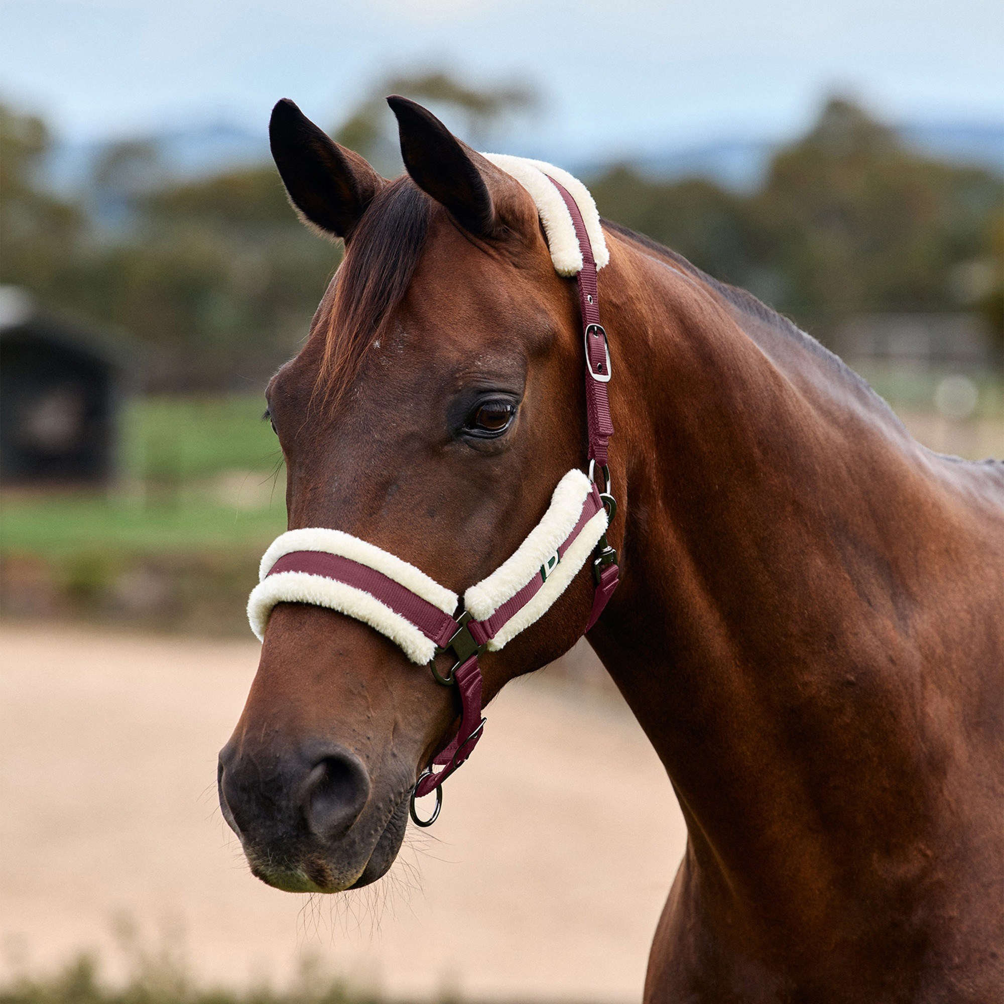 Burgundy » Pony