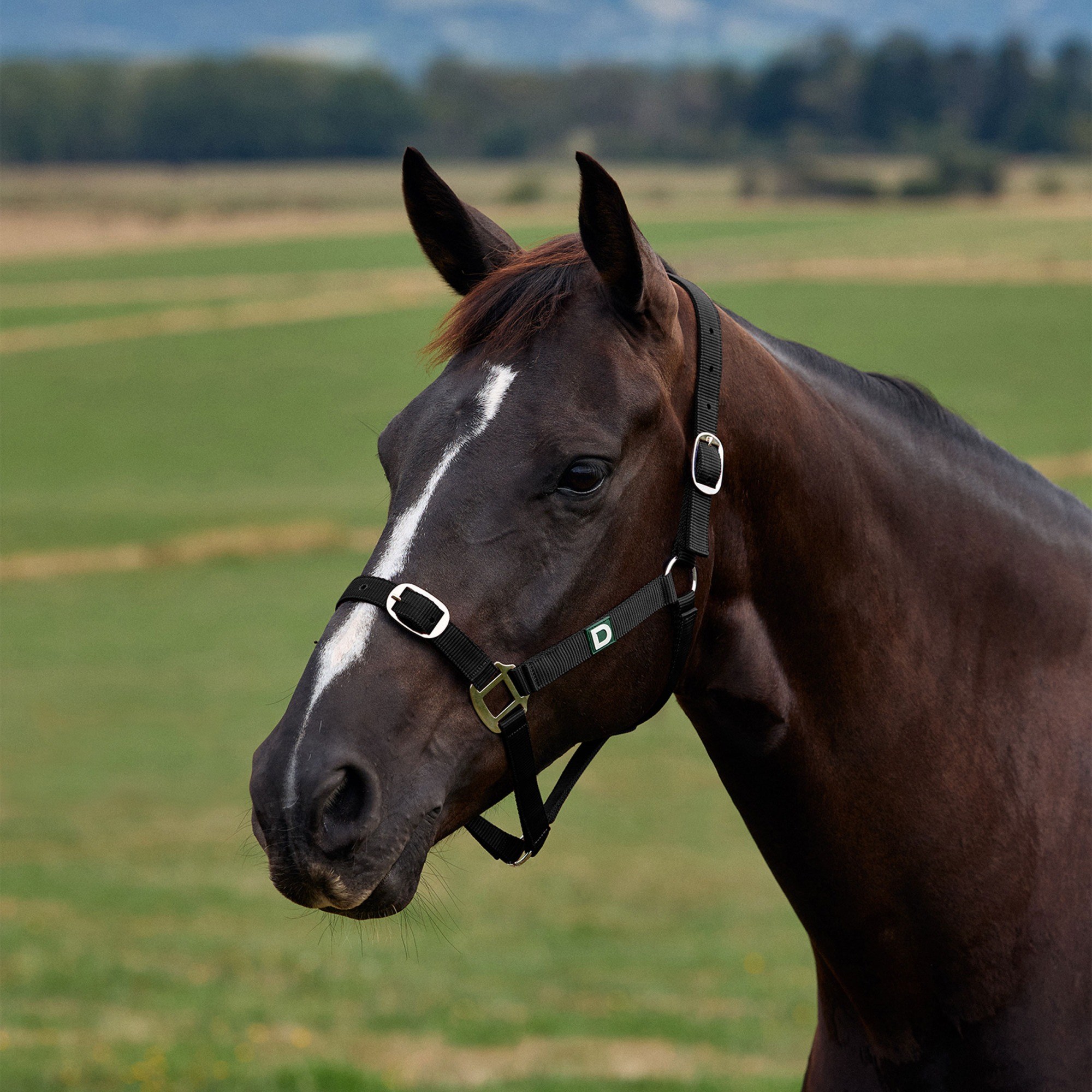 Black » Shetland