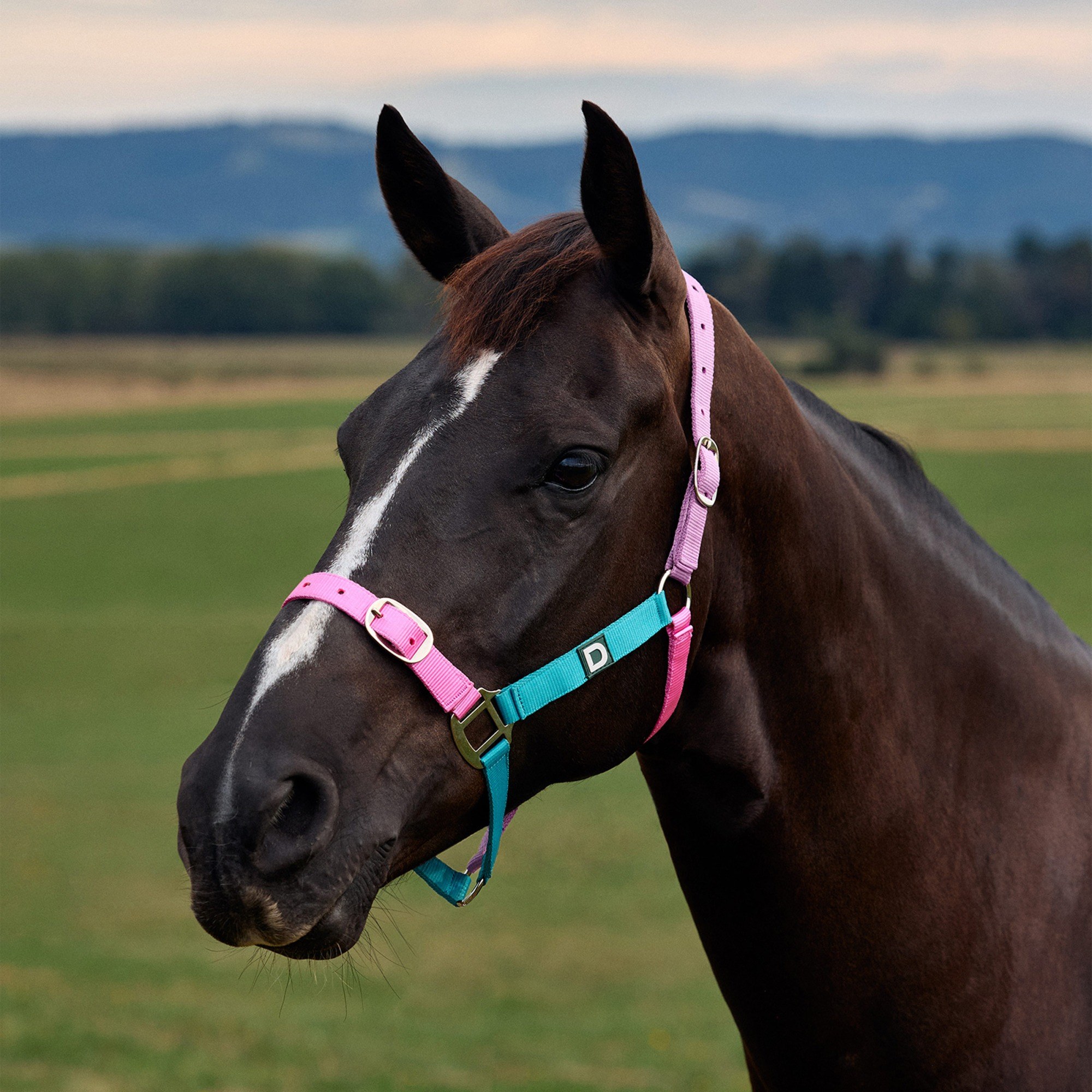 Blue/Pink/Purple » Cob