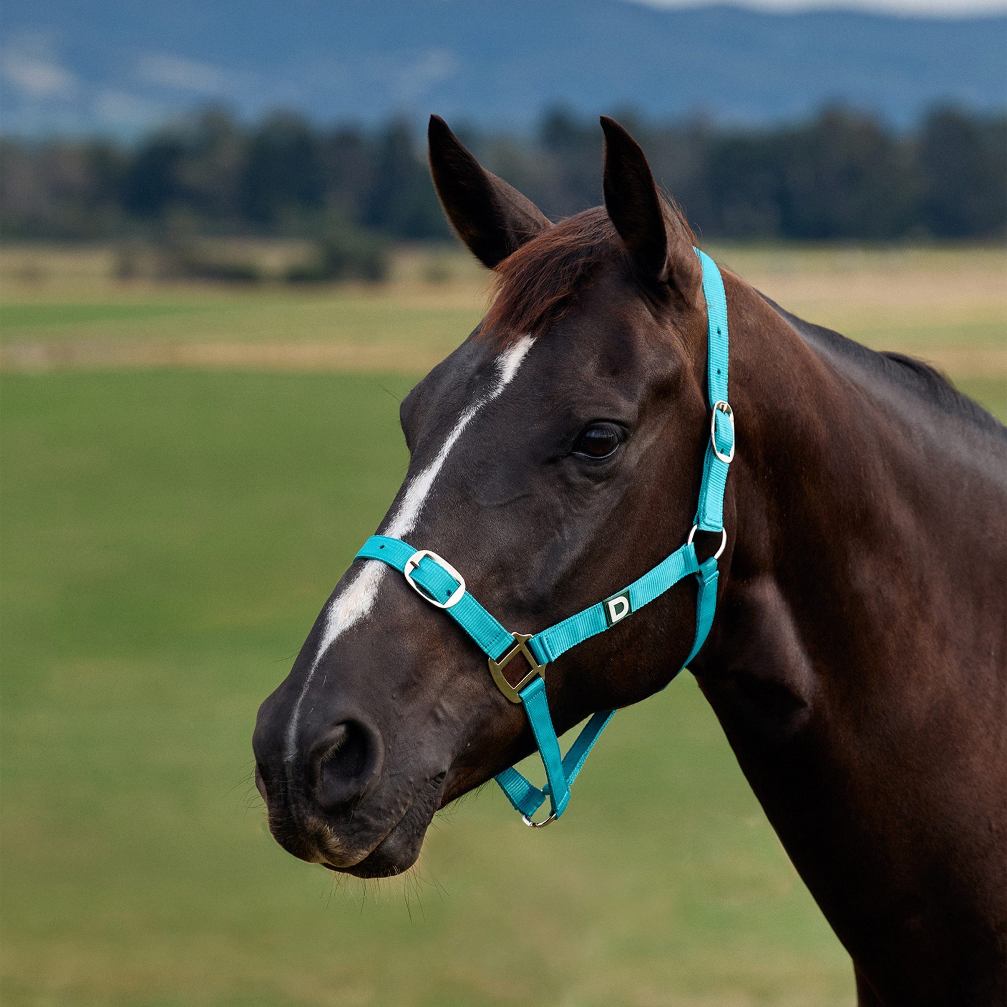 Dark Turquoise » Shetland