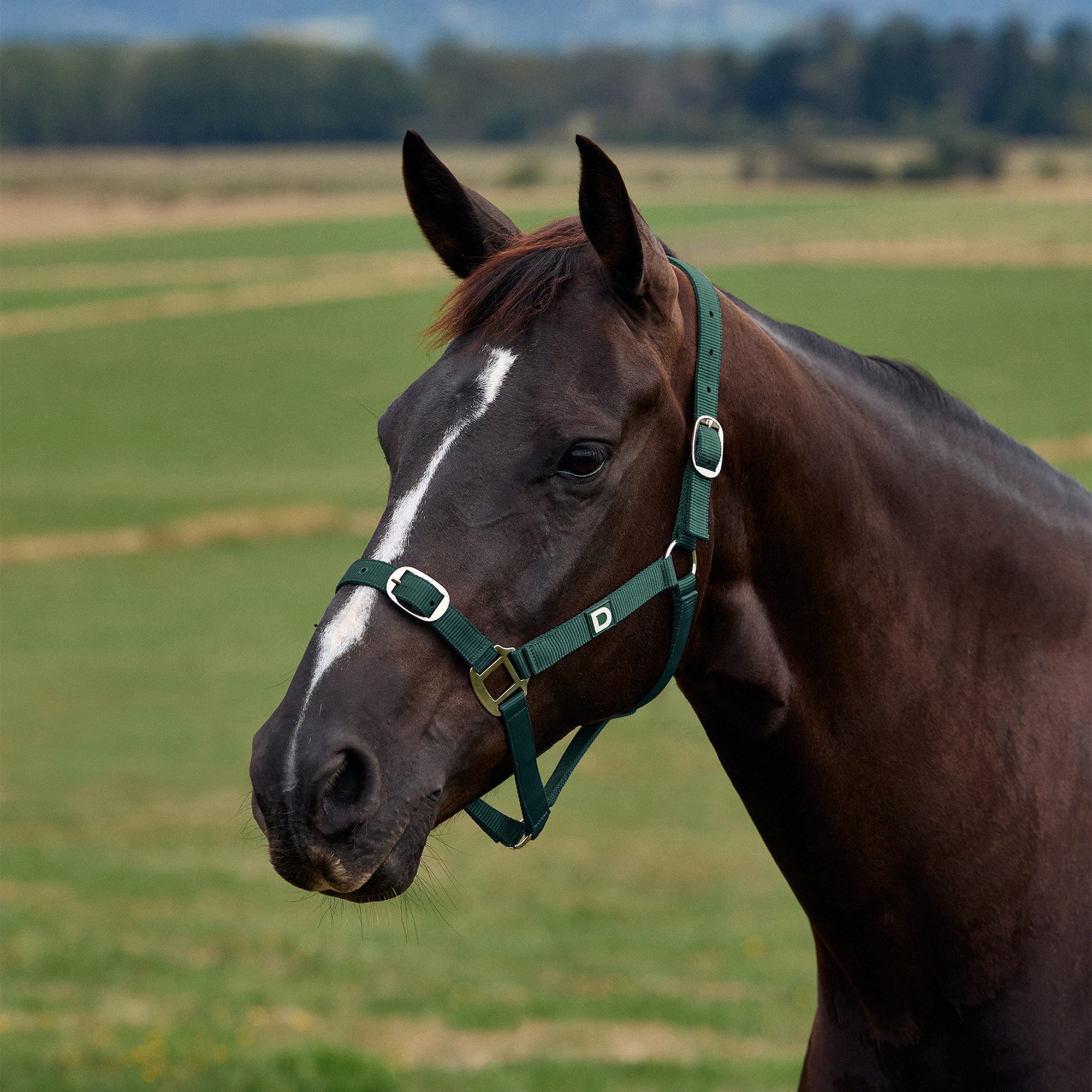 Green » Pony