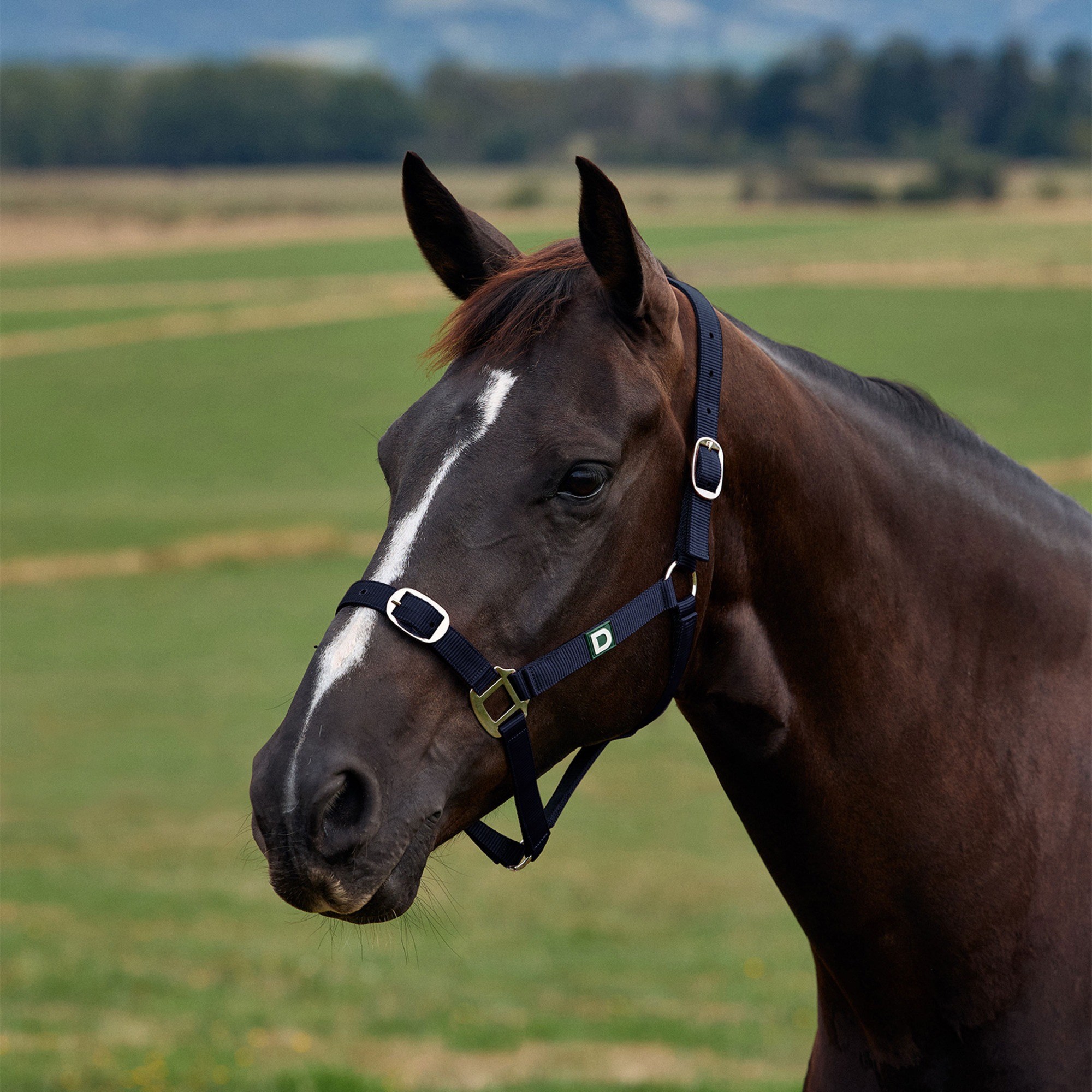 Navy » Foal