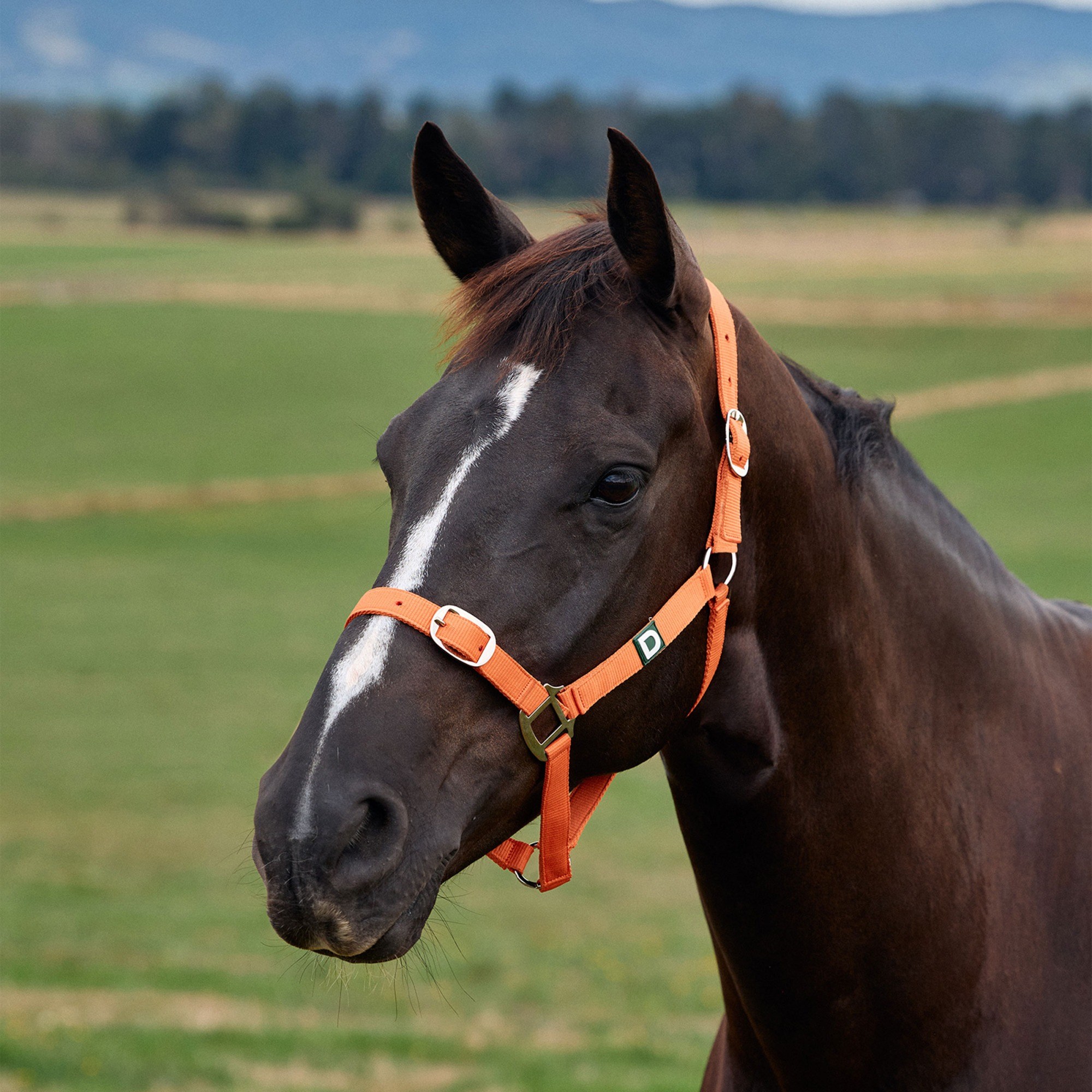 Orange » Pony