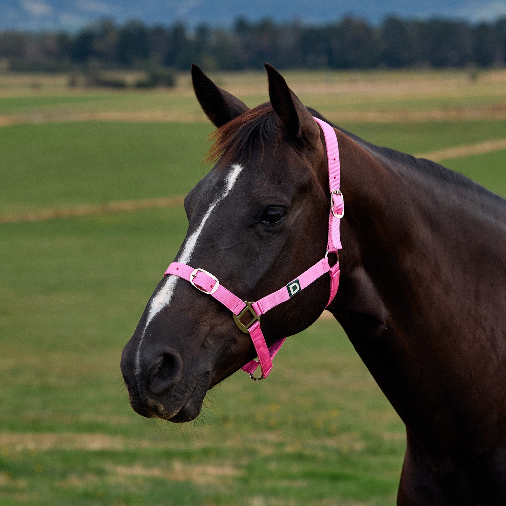 Pink » Foal