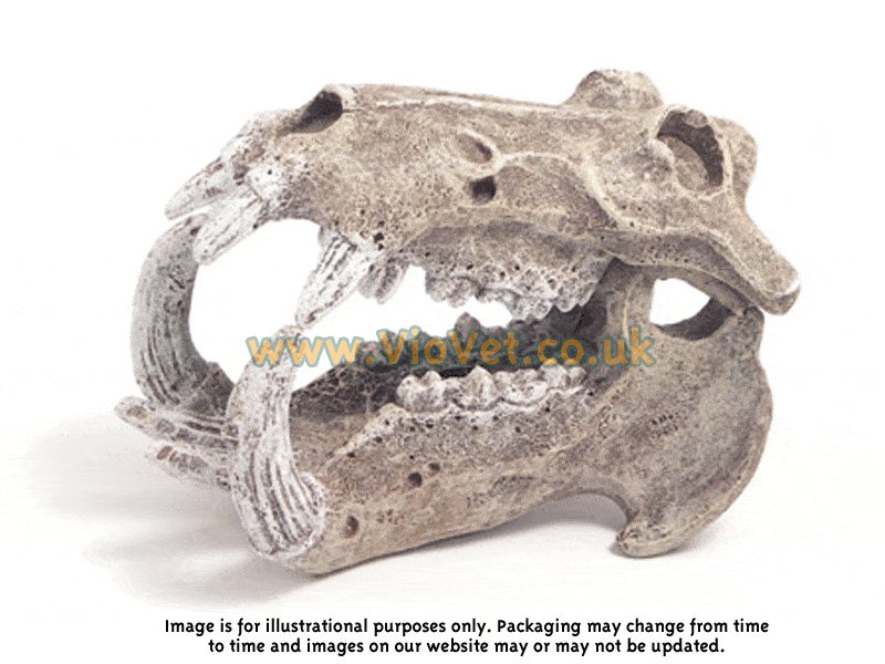 Rosewood Blue Ribbon Nile Crocodile Skull for Aquariums