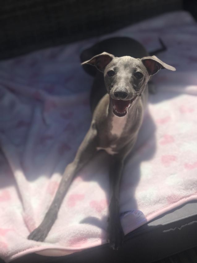 Italian Greyhound | Facts and Information | VioVet