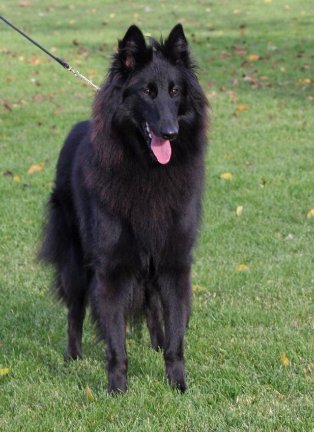 Belgian Shepherd 🐶 Dog (Groenendael) - Facts and Information - VioVet
