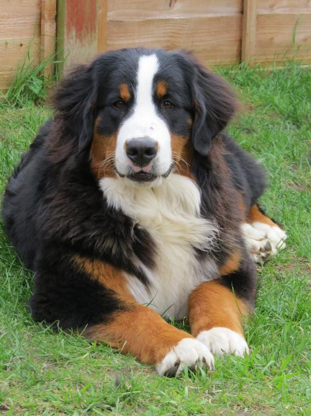 Bernese Mountain 🐶 Dog Facts and Information VioVet