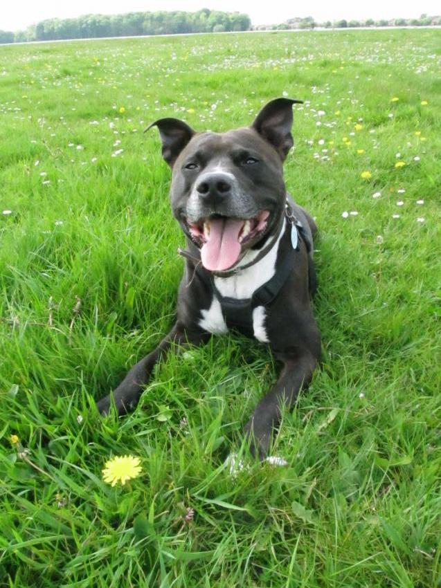 Staffordshire Bull Terrier Facts and Information VioVet