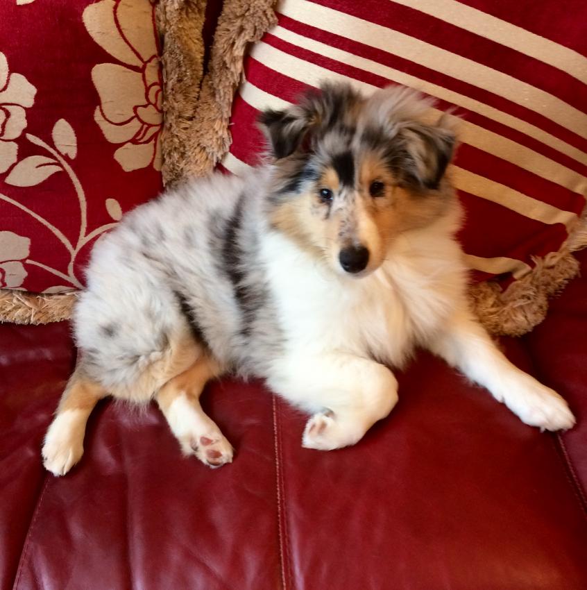Rough Collie Facts and Information VioVet