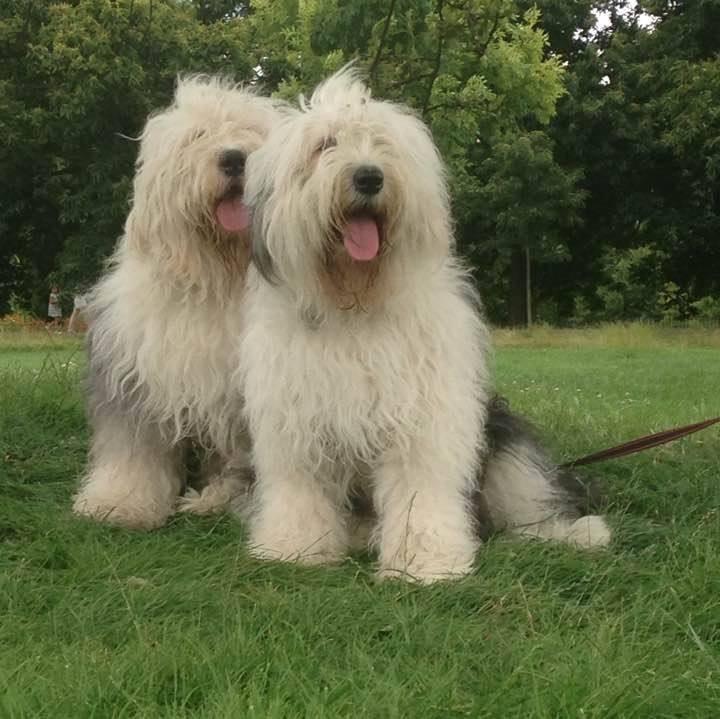Old English Sheepdog - Facts and Information - VioVet