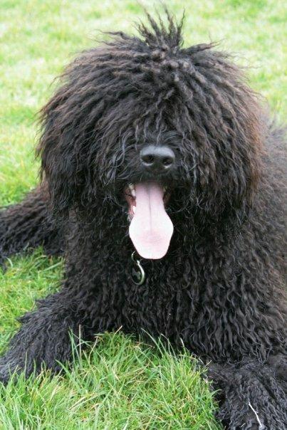 black spanish water dog